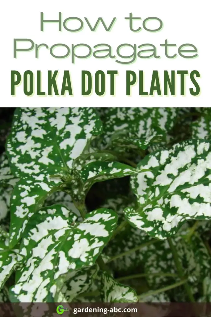 how to propagate polka dot plants