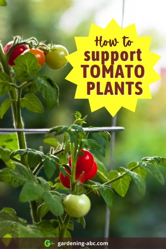 tomato plant support