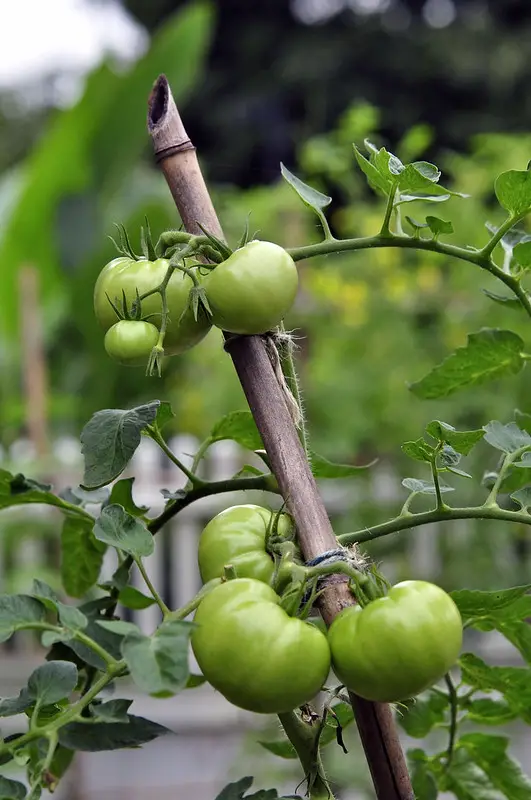 stake support tomatoes