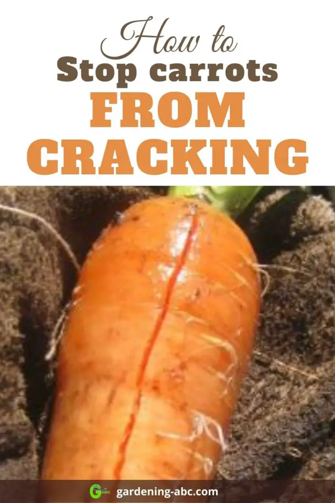 why carrots crack