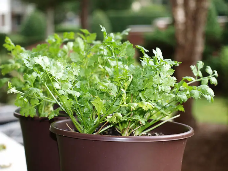 How Do You Harvest Cilantro So It Keeps Growing? [Simple Guide]