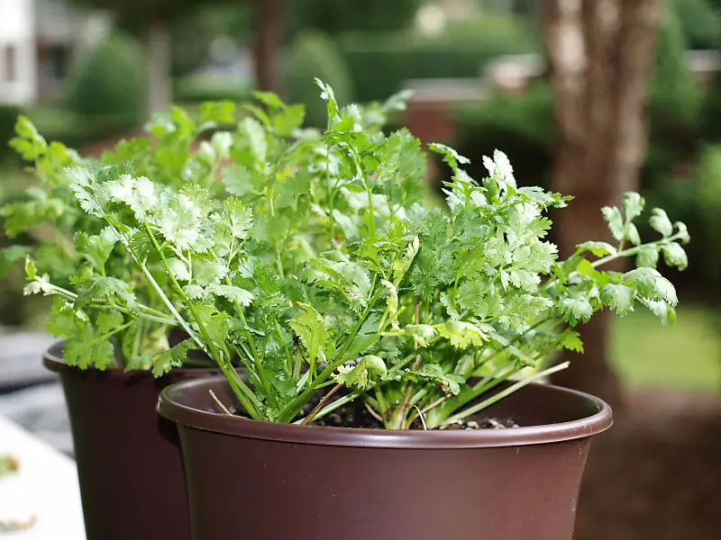 how to harvest cilantro