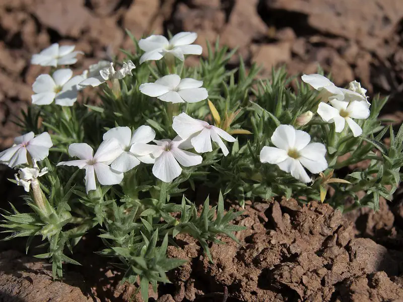 improving clay soil