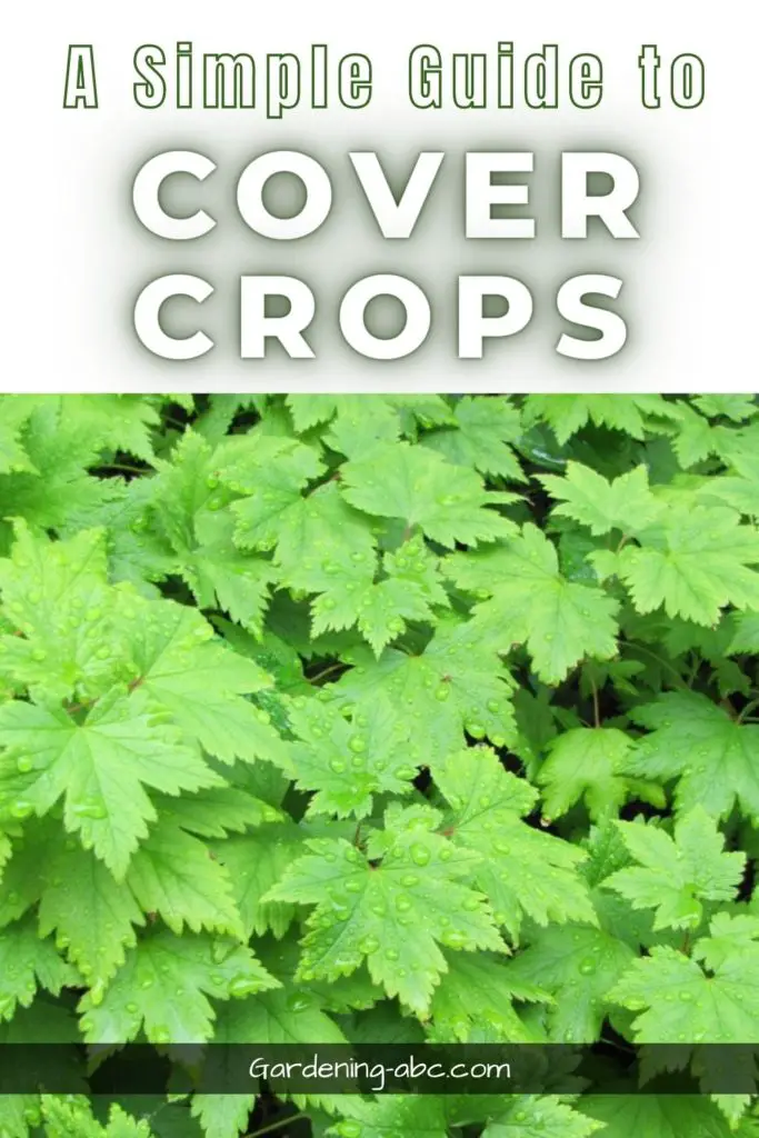 what is cover crop