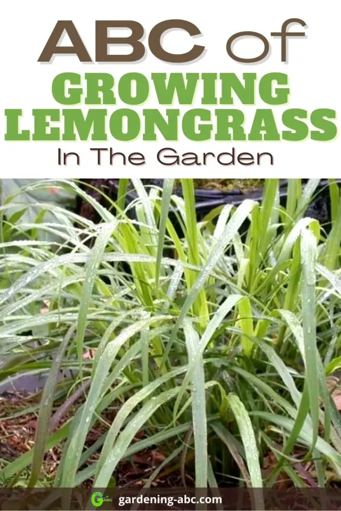 lemongrass growing tips