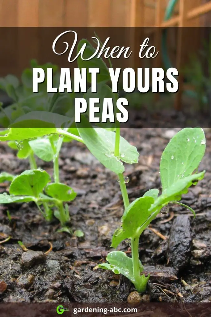 pea planting guide