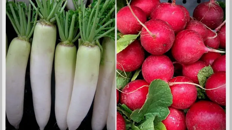 Red Radish Vs White Radish: Are They The Same or Different?