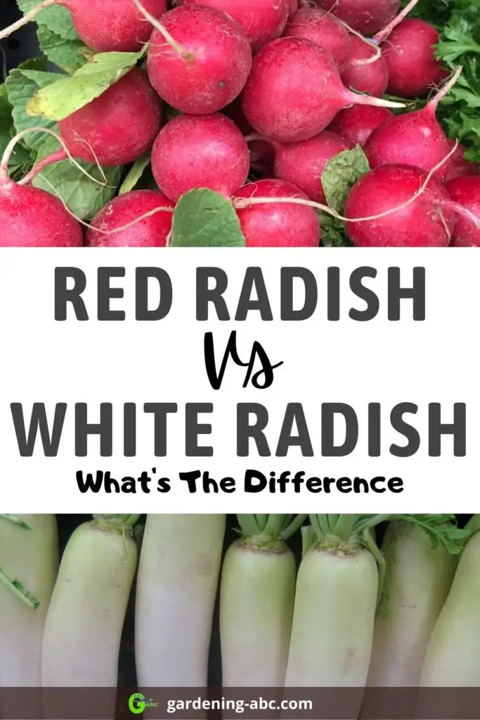 red vs white radish