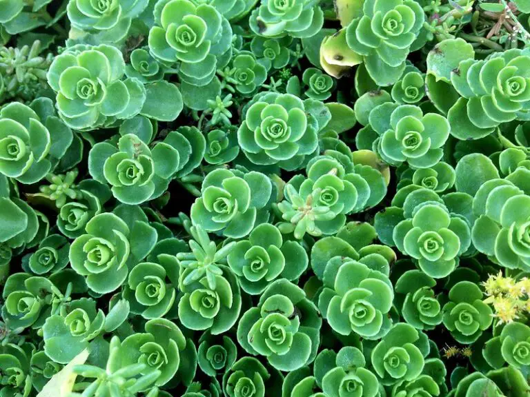 How to Grow Succulents Indoors: Everything You Need to Know In A Nutshell