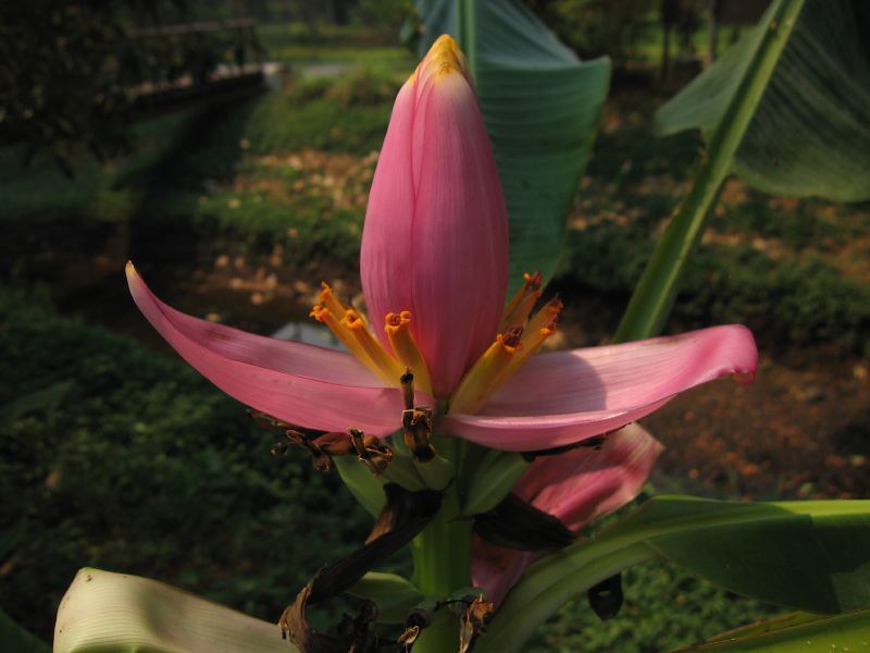 edible banana flower