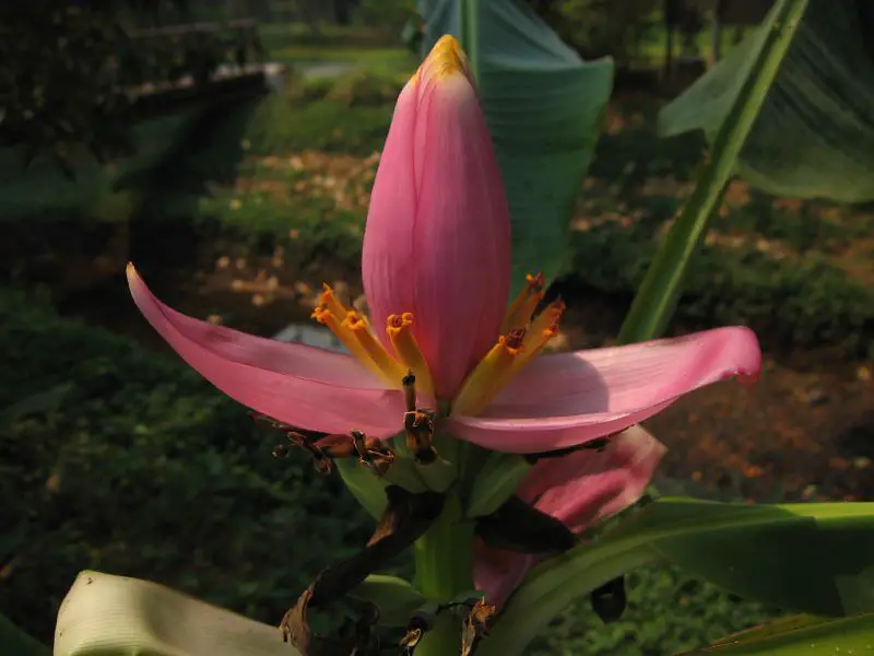 banana tree flower