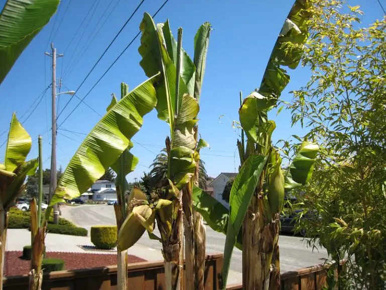 Why Is Your Banana Tree Not Fruiting? Do This To Ensure A Bountiful Yield
