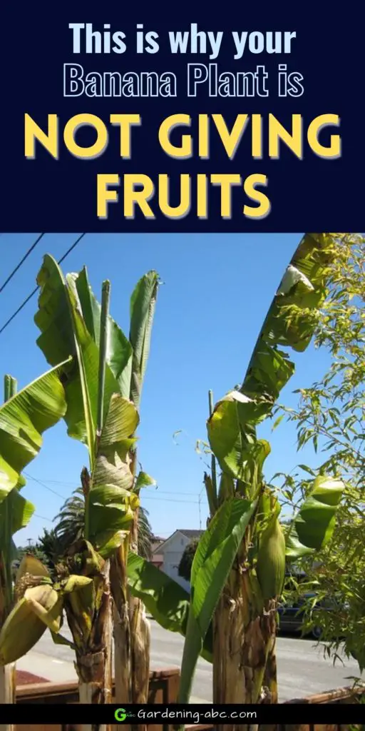 banana tree not fruiting