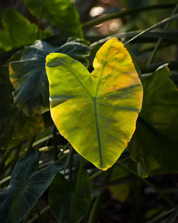 yellowing of elephant ear leaves
