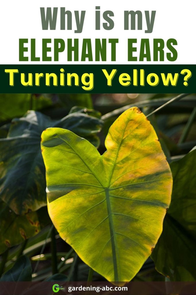 elephant ear leaves turning yellow