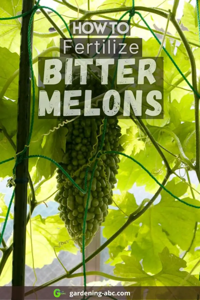 best fertilizer for bitter melons