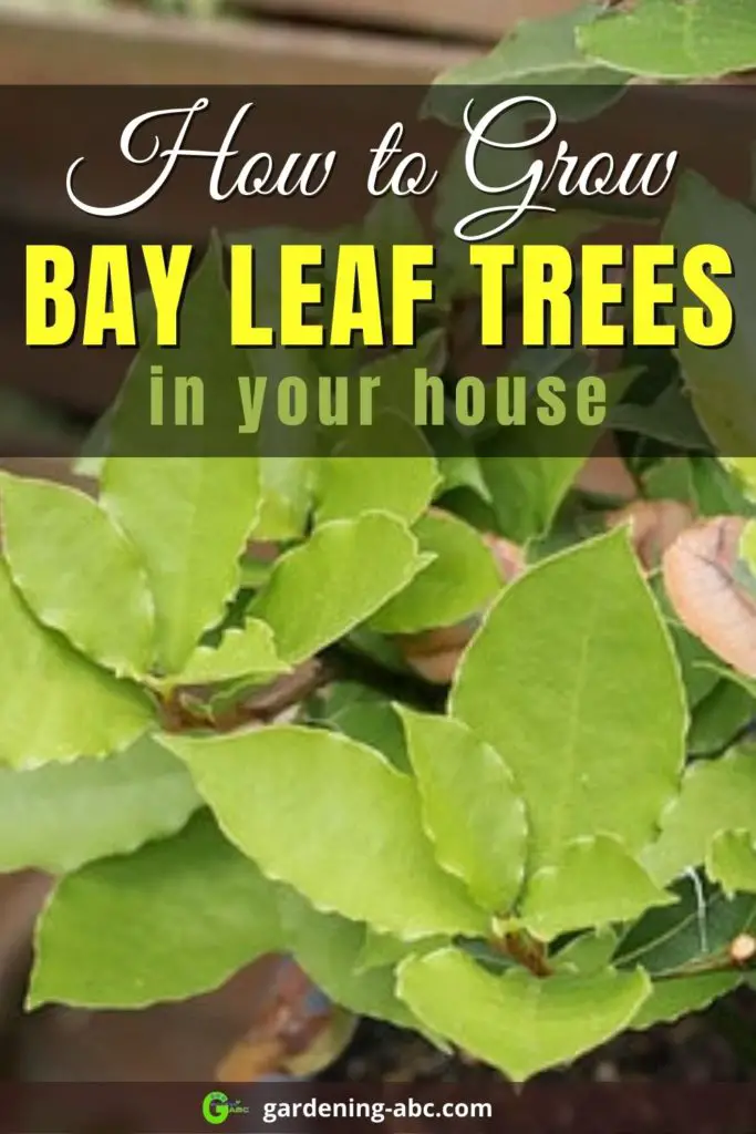 How to grow bay leaves plant