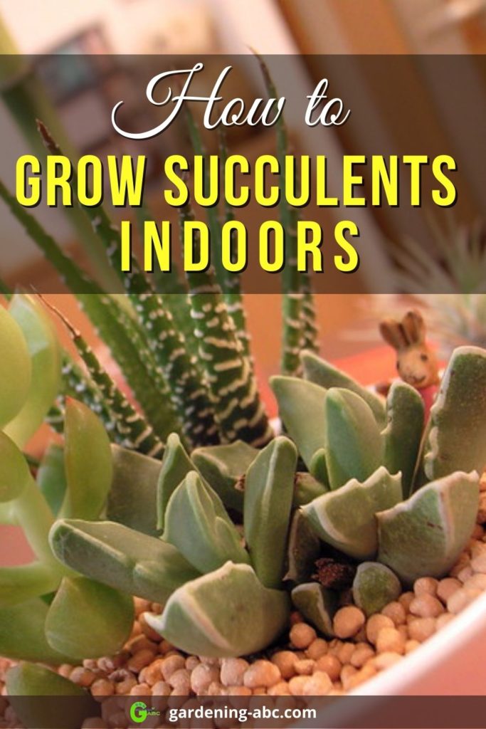 How To Grow Succulents Indoors Everything You Need To Know In A Nutshell