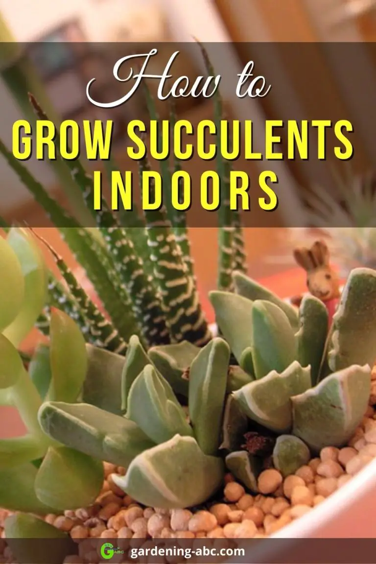 How To Grow Succulents Indoors: Everything You Need To Know In A Nutshell