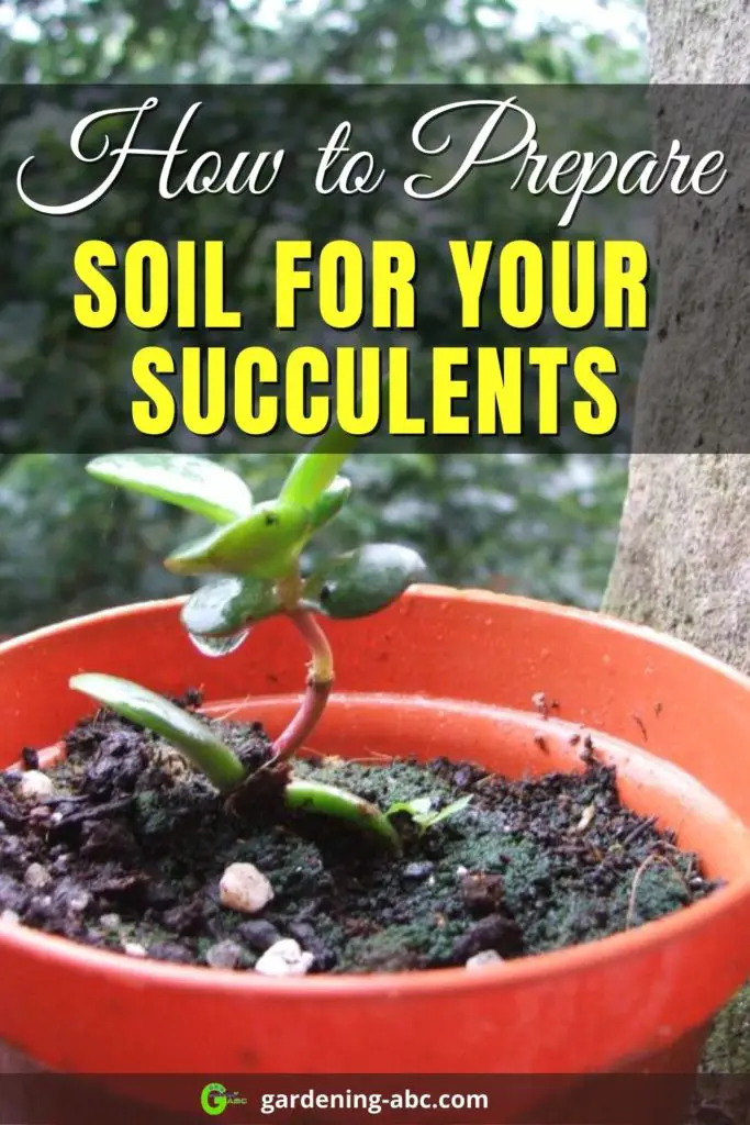 succulent soil preparation