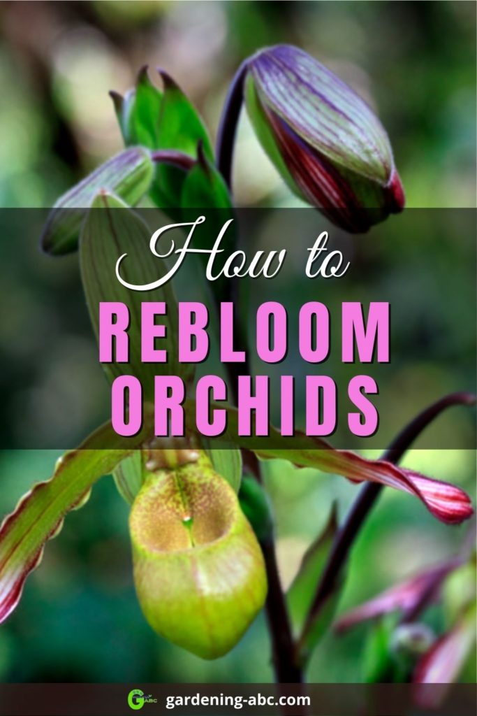 how to rebloom orchids