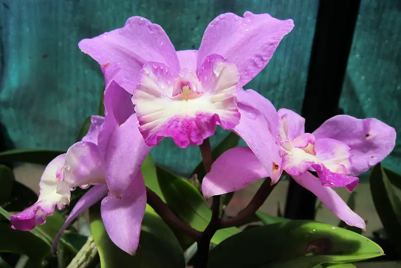 How to rebloom orchids
