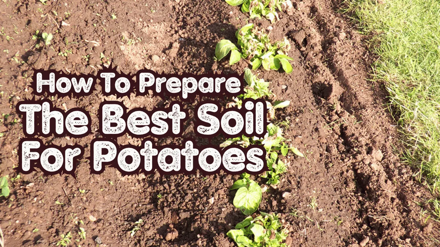 How To Prepare The Best Soil For Potatoes