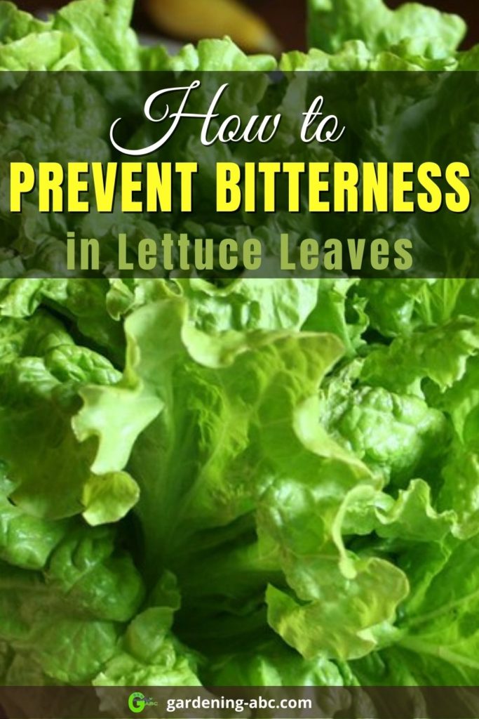 bitter lettuce leaves