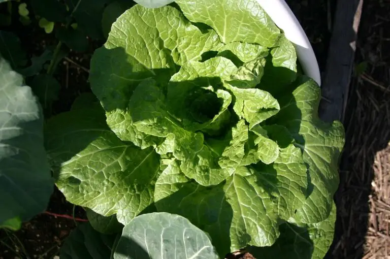 Why My Cabbage Is Not Forming Any Head? How to Ensure A Proper Head