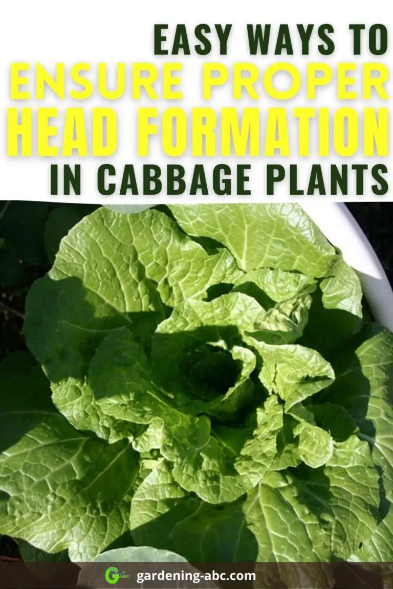 Why My Cabbage Is Not Forming Any Head? How To Ensure A Proper Head