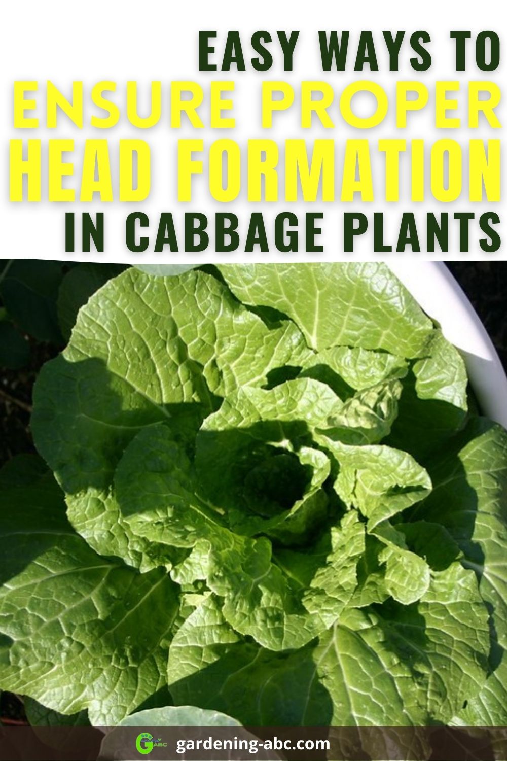 Why My Cabbage Is Not Forming Any Head How To Ensure A Proper Head Why My Cabbage Is Not Forming Any Head How To Ensure A Proper Head