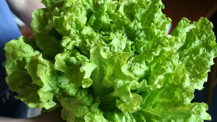 why-my-lettuce-leaves-taste-bitter-5-ways-you-can-prevent-it