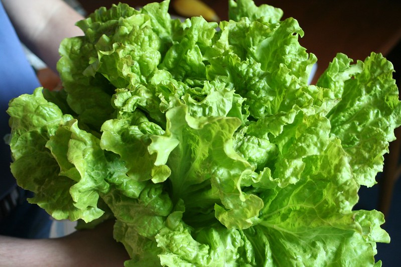 Why My Lettuce Leaves Taste Bitter 5 Ways You Can Prevent It