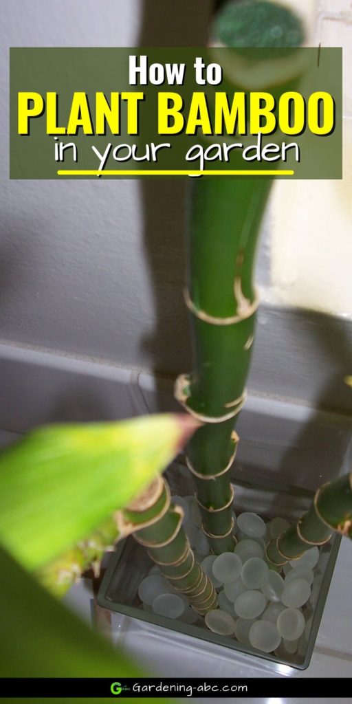 how to plant a bamboo plant