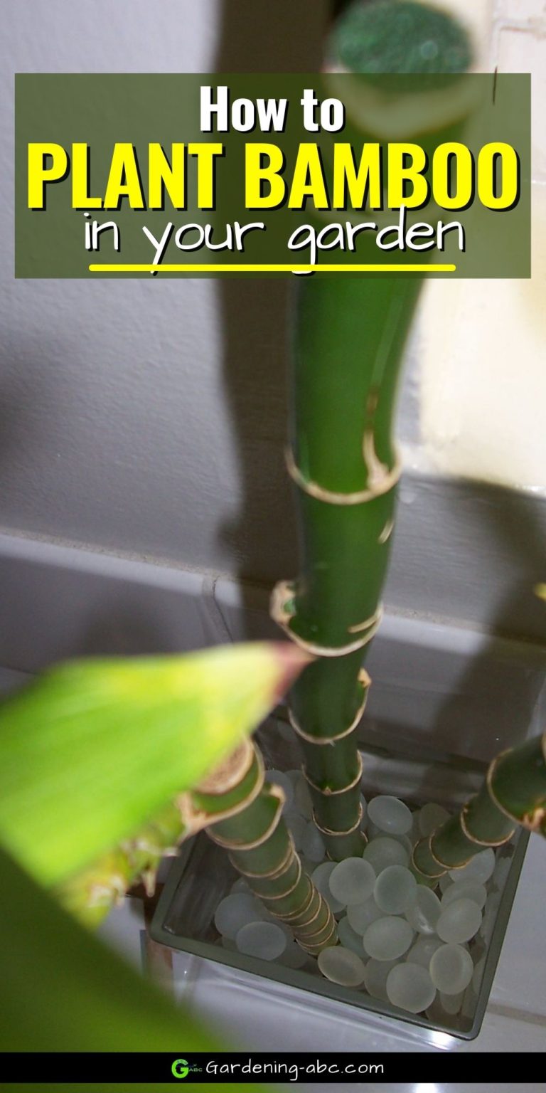 How To Plant Bamboos A Simple Guide On Planting Bamboos In Your House