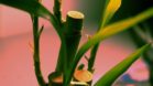 How To Plant Bamboos: A Simple Guide On Planting Bamboos in Your House