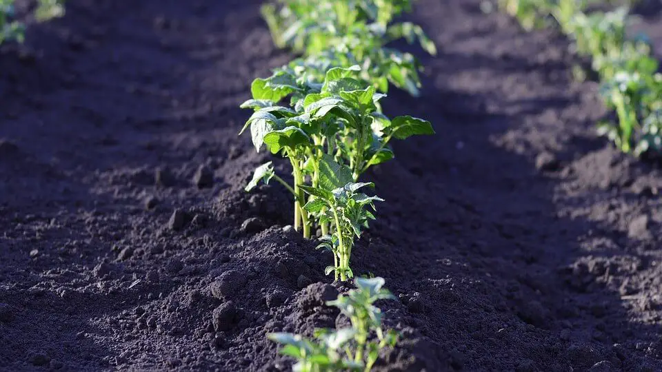 best soil for potatoes