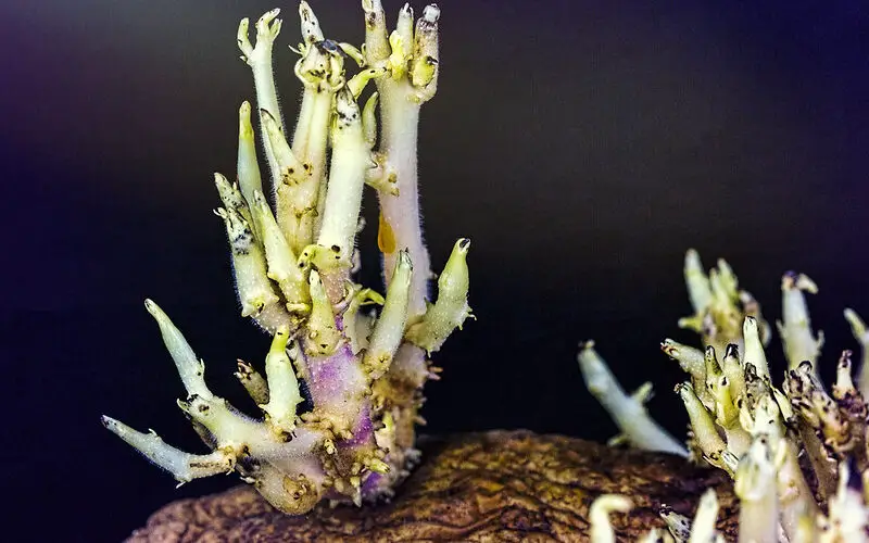 sprouting potatoes