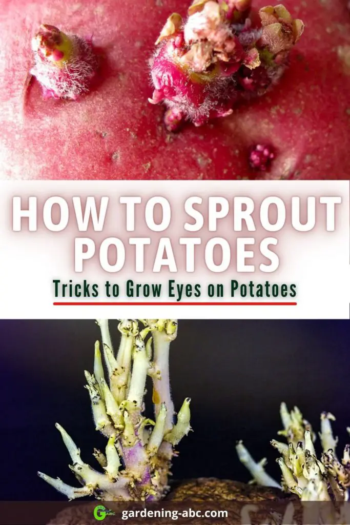 how to sprout potatoes