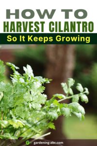 How Do You Harvest Cilantro So It Keeps Growing? [Simple Guide]