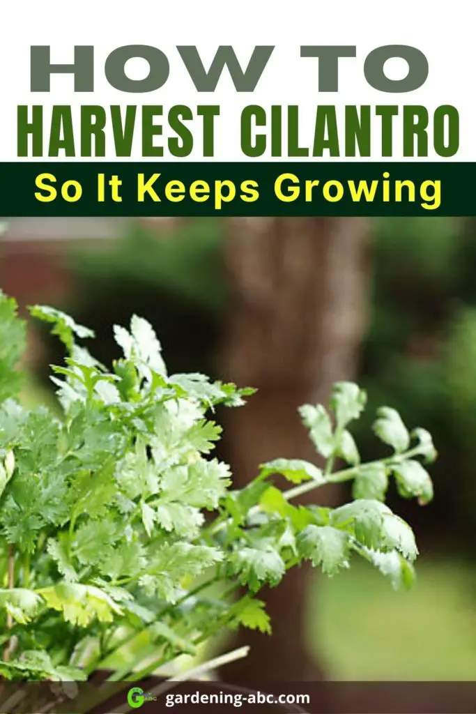 how to harvest cilantro