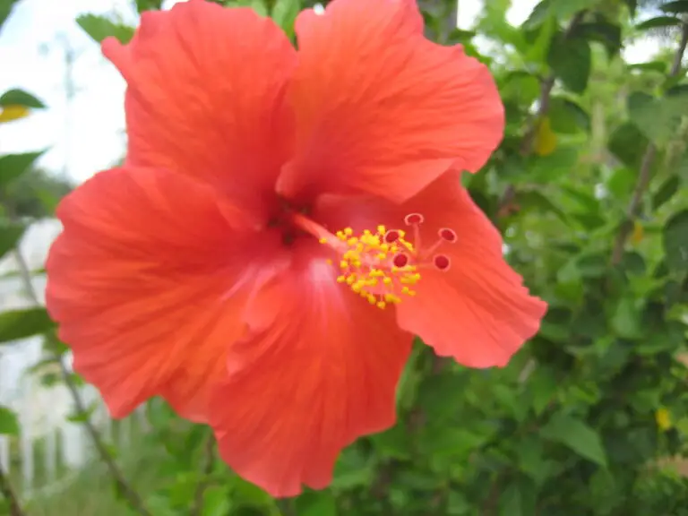 Growing Hibiscus Plants in Your Home | Tips To Ensure Bountiful Flowering