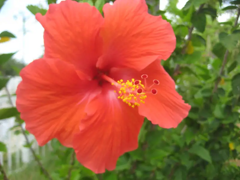 Growing hibiscus flower