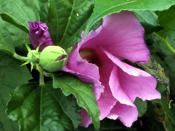 perennial hibiscus