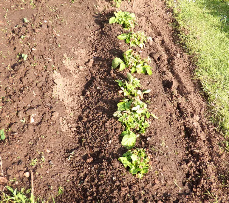 How To Hill Potatoes A Simple Guide To Potato Hilling.