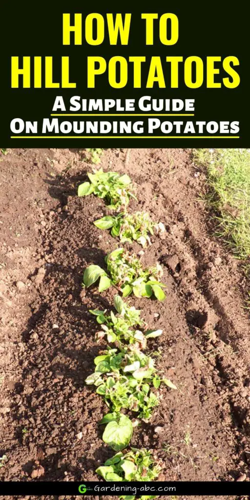 how to hill up potatoes