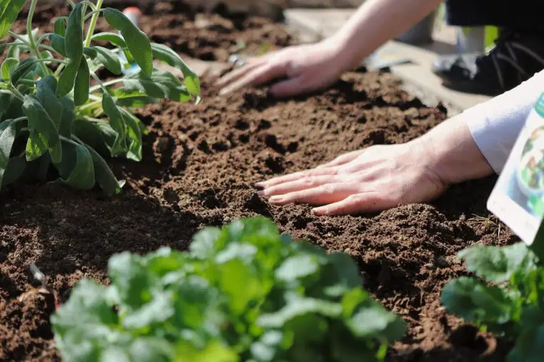 How To Decrease Soil pH: Simple Steps To Increase Acidity In The Soil