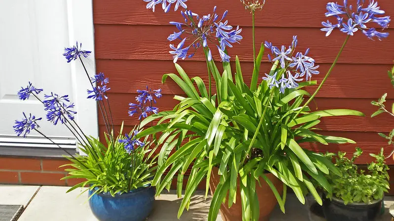 growing agapanthus in container