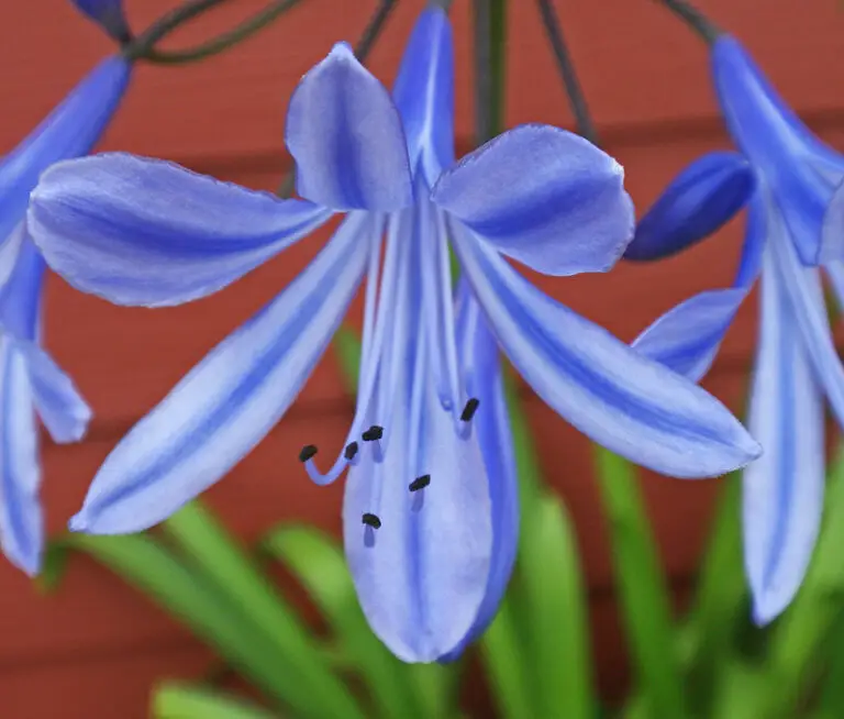 Easy Ways To Propagate and Grow Lily of the Nile aka Agapanthus