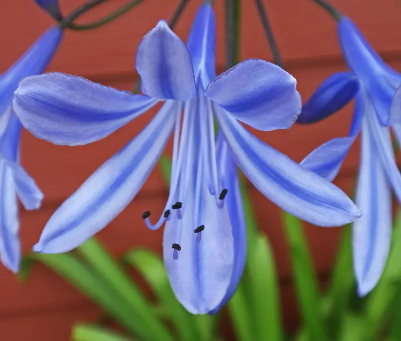how to propagate agapanthus